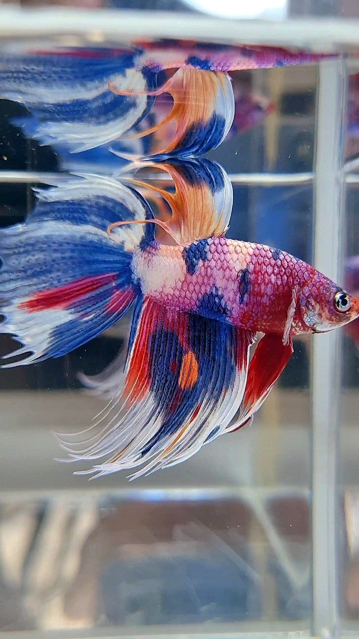 XL VEILTAIL CROWNTAIL SUPER MULTICOLOR CANDY PURPLE BETTA FISH