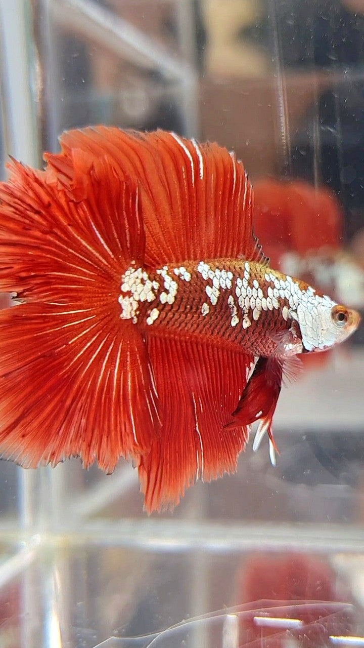HALFMOON DOUBLE TAIL RED WHITE GALAXY MAMBA SNOW BETTA FISH