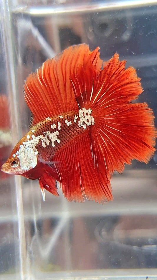 HALFMOON DOUBLE TAIL RED WHITE GALAXY MAMBA SNOW BETTA FISH
