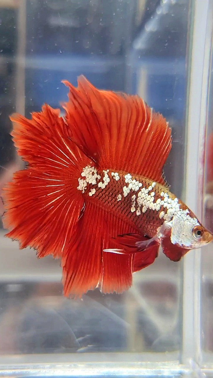 HALFMOON DOUBLE TAIL RED WHITE GALAXY MAMBA SNOW BETTA FISH