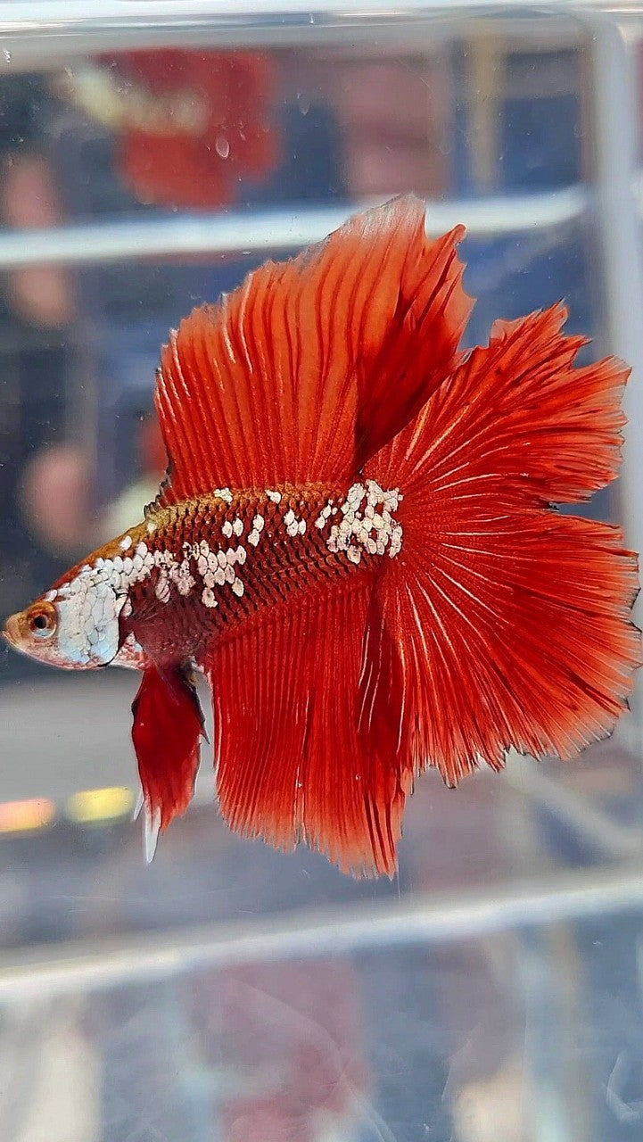HALFMOON DOUBLE TAIL RED WHITE GALAXY MAMBA SNOW BETTA FISH