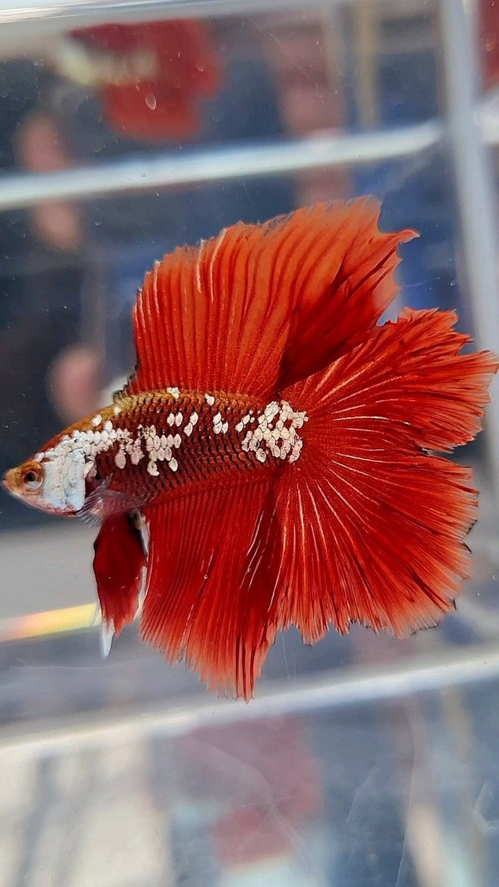 HALFMOON DOUBLE TAIL RED WHITE GALAXY MAMBA SNOW BETTA FISH