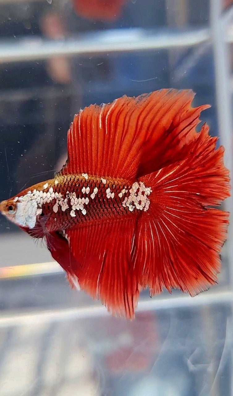 HALFMOON DOUBLE TAIL RED WHITE GALAXY MAMBA SNOW BETTA FISH