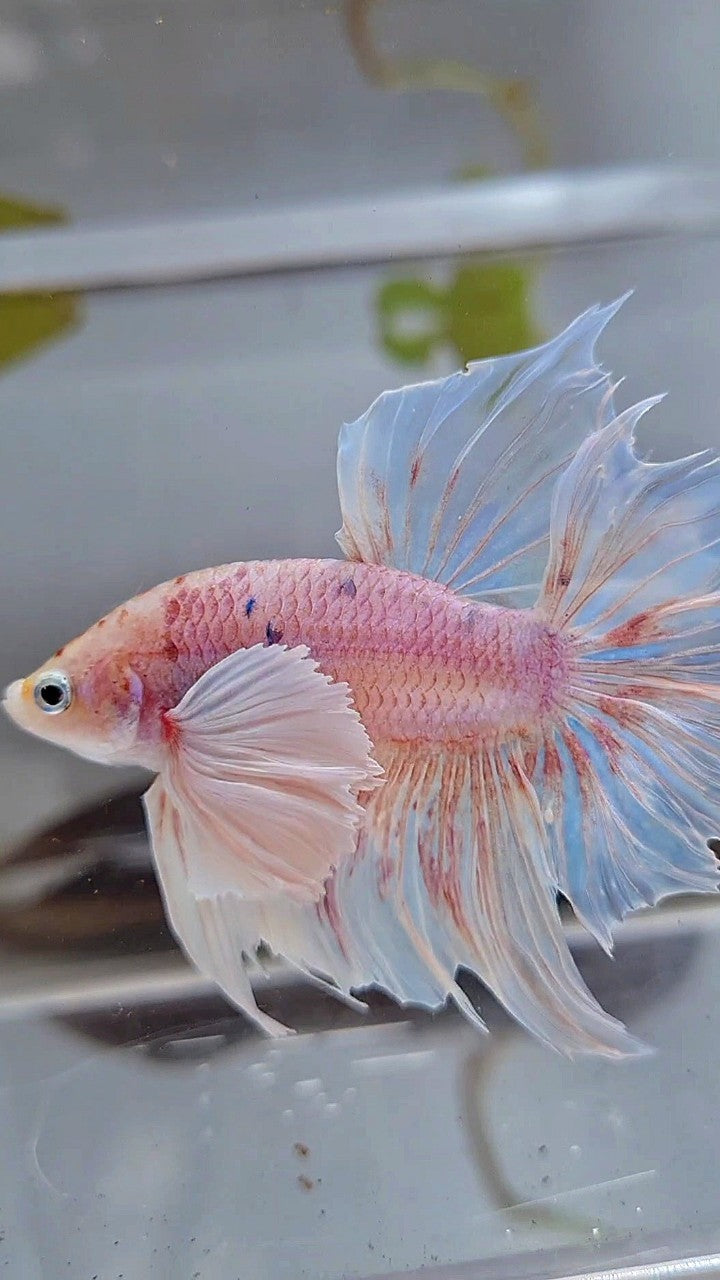 HALFMOON SUPER DUMBO EAR WHITE OPAQUE BETTA FISH