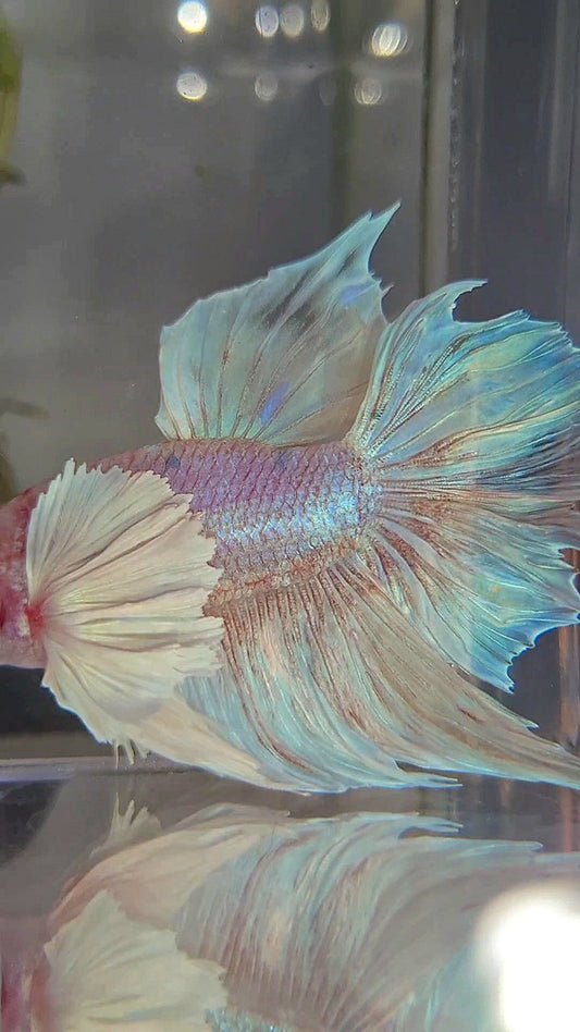 HALFMOON SUPER DUMBO EAR WHITE OPAQUE BETTA FISH
