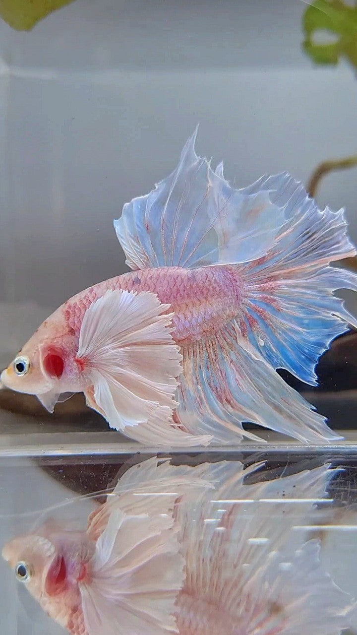 HALFMOON SUPER DUMBO EAR WHITE OPAQUE BETTA FISH