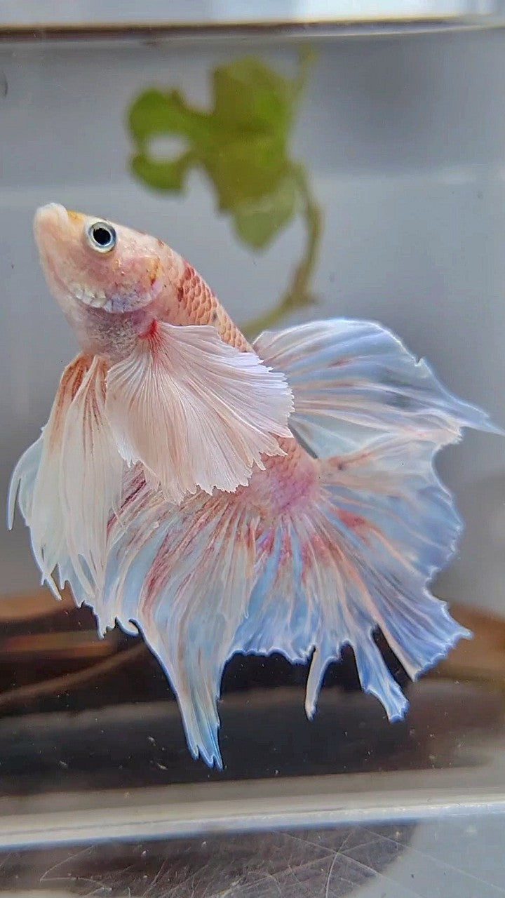 HALFMOON SUPER DUMBO EAR WHITE OPAQUE BETTA FISH