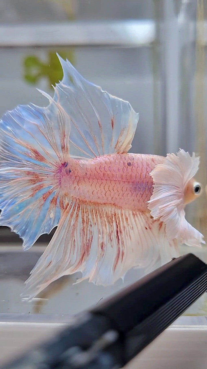 HALFMOON SUPER DUMBO EAR WHITE OPAQUE BETTA FISH