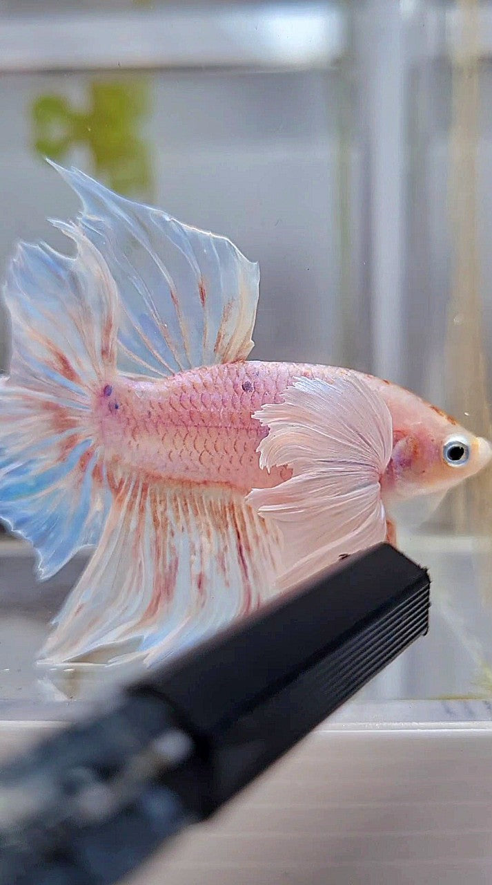 HALFMOON SUPER DUMBO EAR WHITE OPAQUE BETTA FISH