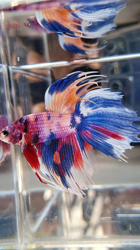 XL VEILTAIL CROWNTAIL SUPER MULTICOLOR CANDY PURPLE BETTA FISH