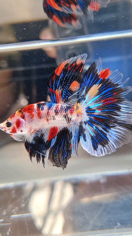 HALFMOON ROSETAIL KOI BLACK METTALIC BETTA FISH