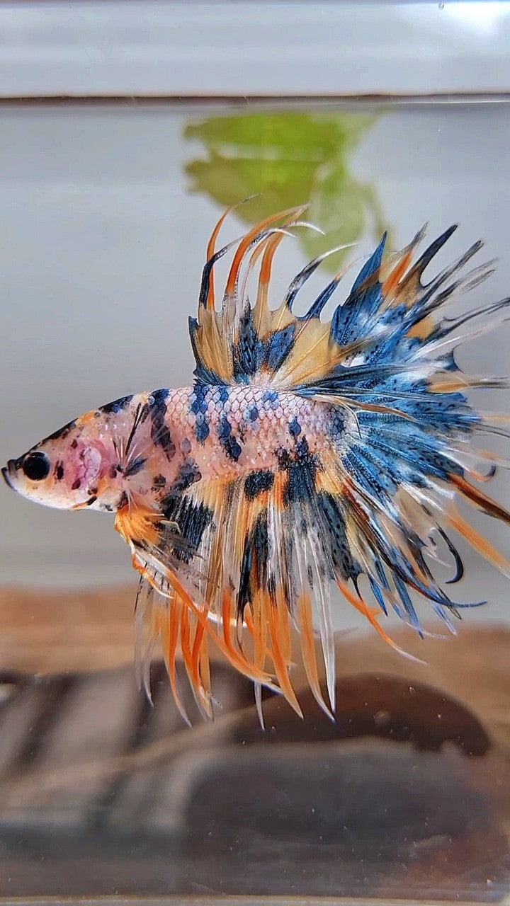 CROWNTAIL TIGER BLUE MARBLE MULTICOLOR ORANGE YELLOW BETTA FISH