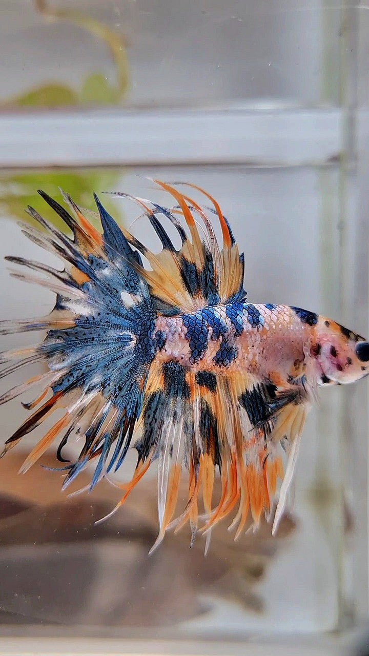 CROWNTAIL TIGER BLUE MARBLE MULTICOLOR ORANGE YELLOW BETTA FISH