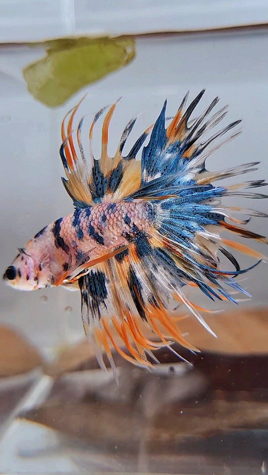 CROWNTAIL TIGER BLUE MARBLE MULTICOLOR ORANGE YELLOW BETTA FISH