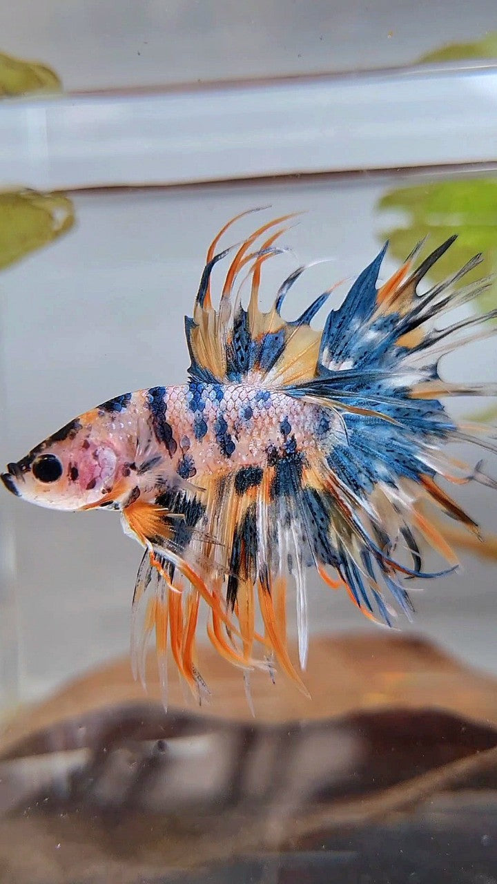 CROWNTAIL TIGER BLUE MARBLE MULTICOLOR ORANGE YELLOW BETTA FISH