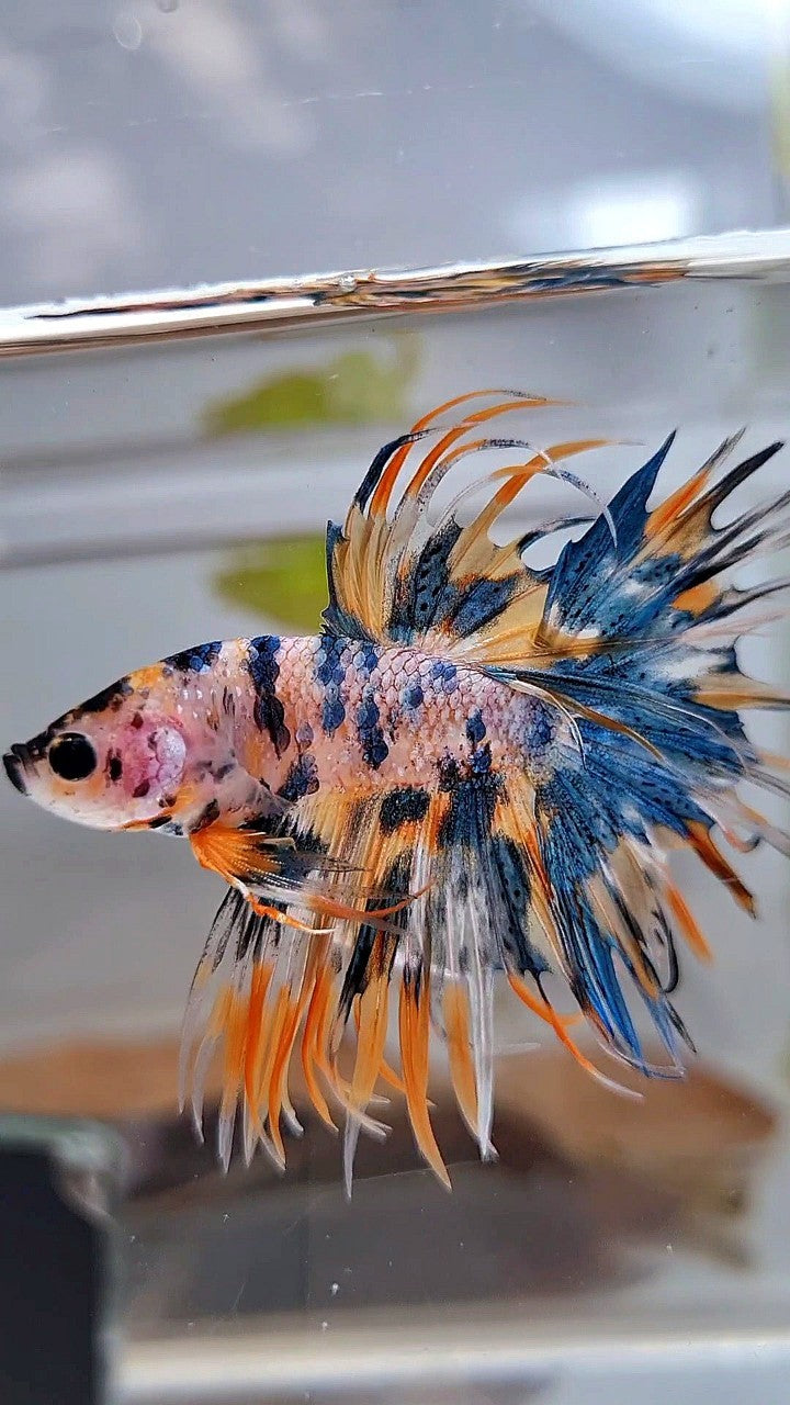 CROWNTAIL TIGER BLUE MARBLE MULTICOLOR ORANGE YELLOW BETTA FISH