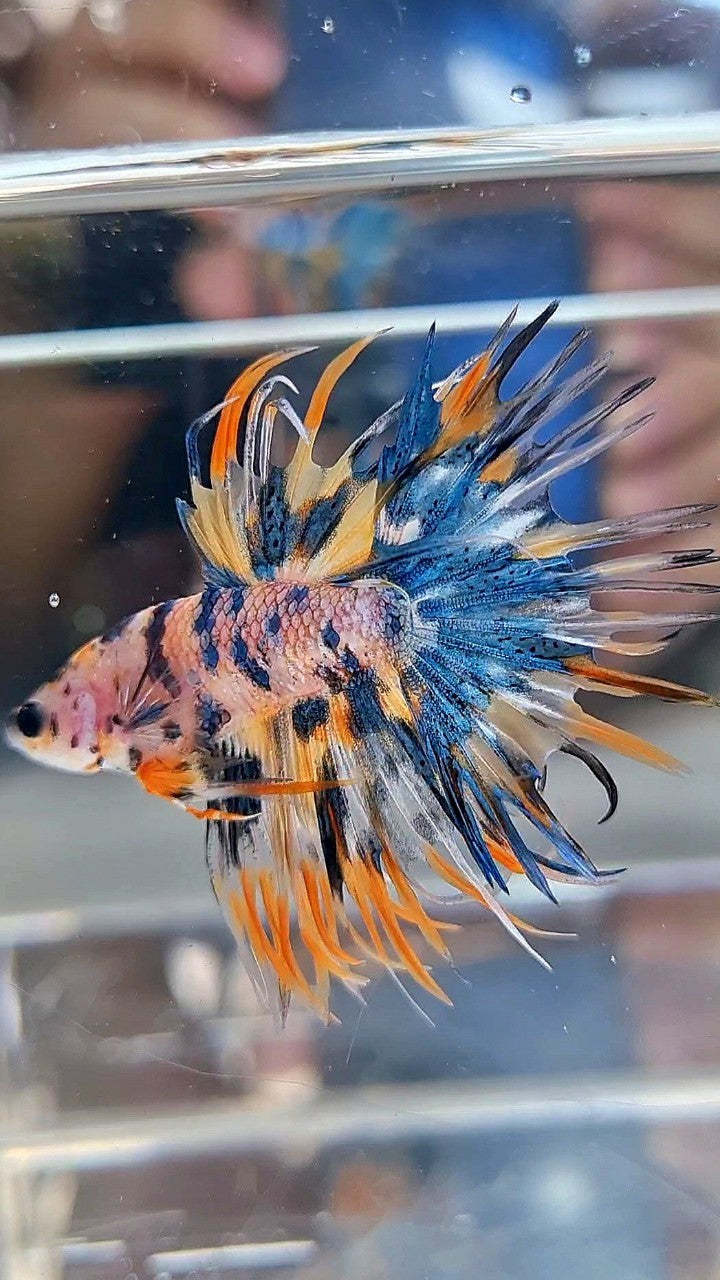 CROWNTAIL TIGER BLUE MARBLE MULTICOLOR ORANGE YELLOW BETTA FISH