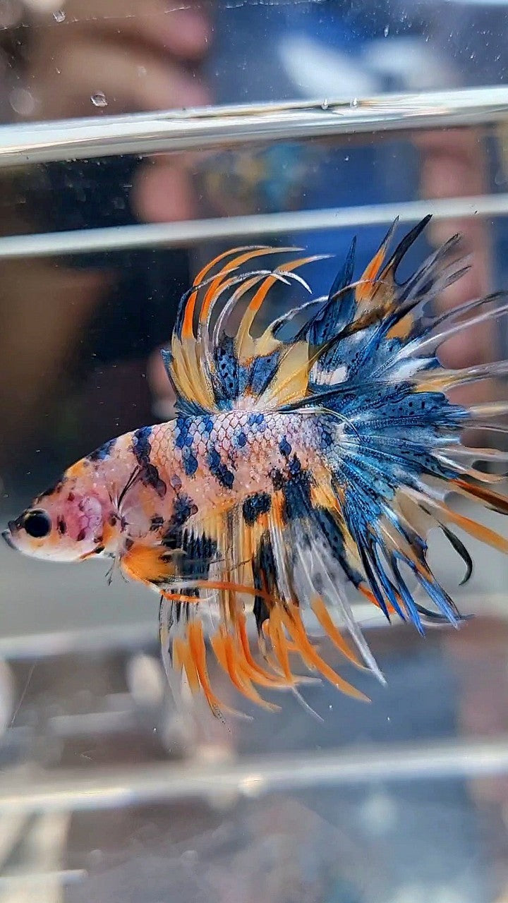 CROWNTAIL TIGER BLUE MARBLE MULTICOLOR ORANGE YELLOW BETTA FISH