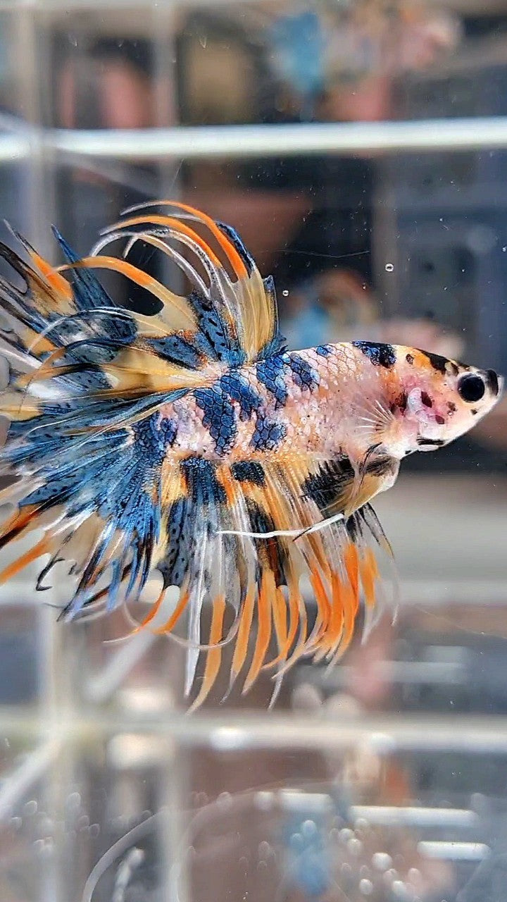 CROWNTAIL TIGER BLUE MARBLE MULTICOLOR ORANGE YELLOW BETTA FISH