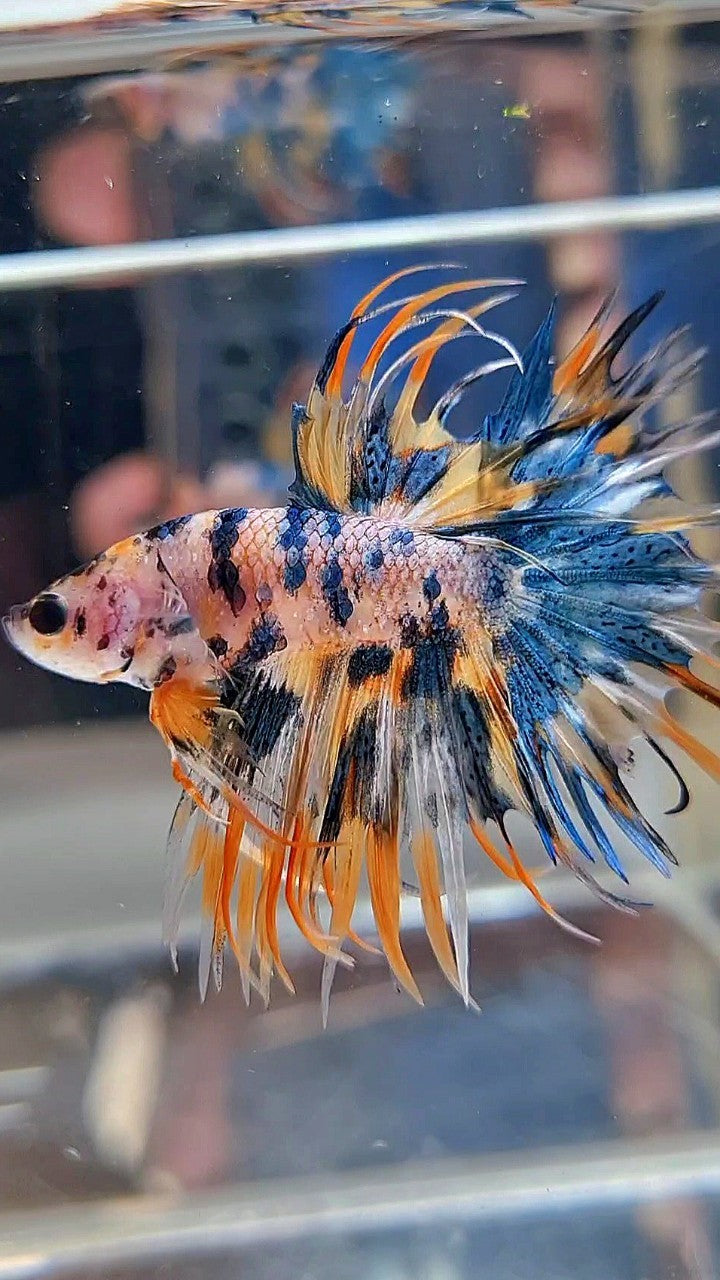 CROWNTAIL TIGER BLUE MARBLE MULTICOLOR ORANGE YELLOW BETTA FISH