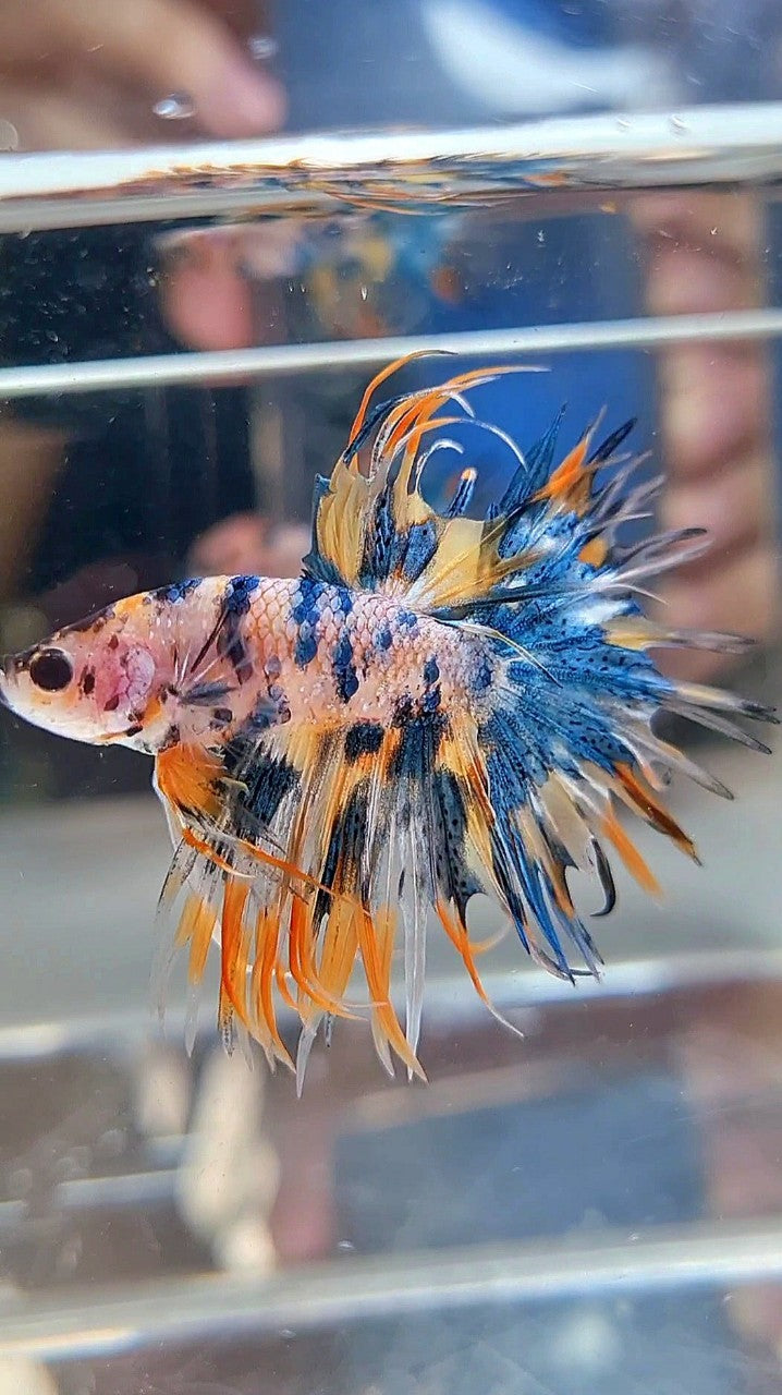 CROWNTAIL TIGER BLUE MARBLE MULTICOLOR ORANGE YELLOW BETTA FISH
