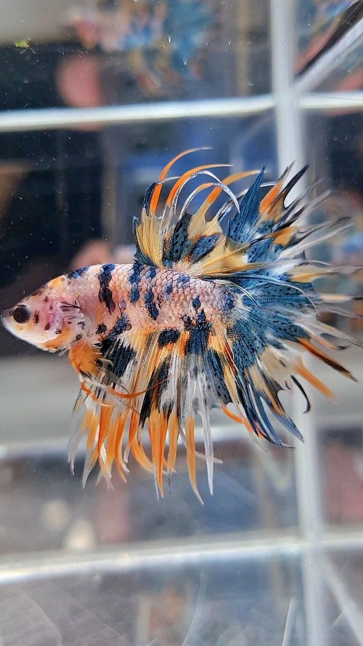 CROWNTAIL TIGER BLUE MARBLE MULTICOLOR ORANGE YELLOW BETTA FISH