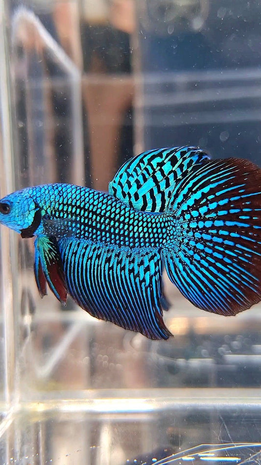 LUXURY HALFMOON ALIEN GREEN HYBRID WILD BETTA FISH