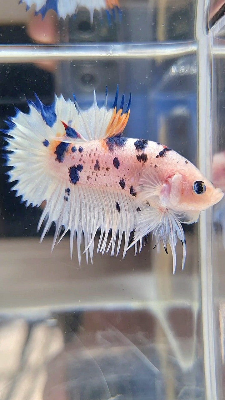 CROWNTAIL PLAKAT WHITE BLUE DOTS MULTICOLOR BETTA FISH