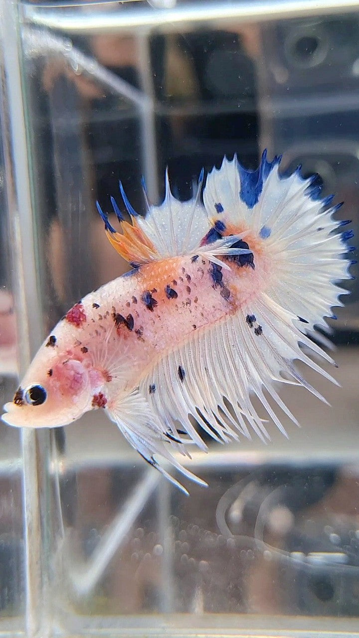 CROWNTAIL PLAKAT WHITE BLUE DOTS MULTICOLOR BETTA FISH