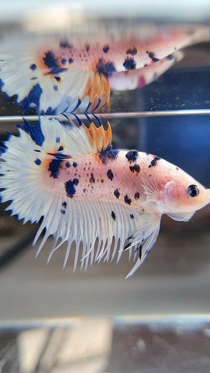 CROWNTAIL PLAKAT WHITE BLUE DOTS MULTICOLOR BETTA FISH
