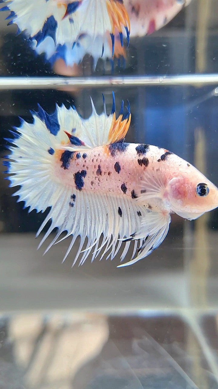 CROWNTAIL PLAKAT WHITE BLUE DOTS MULTICOLOR BETTA FISH