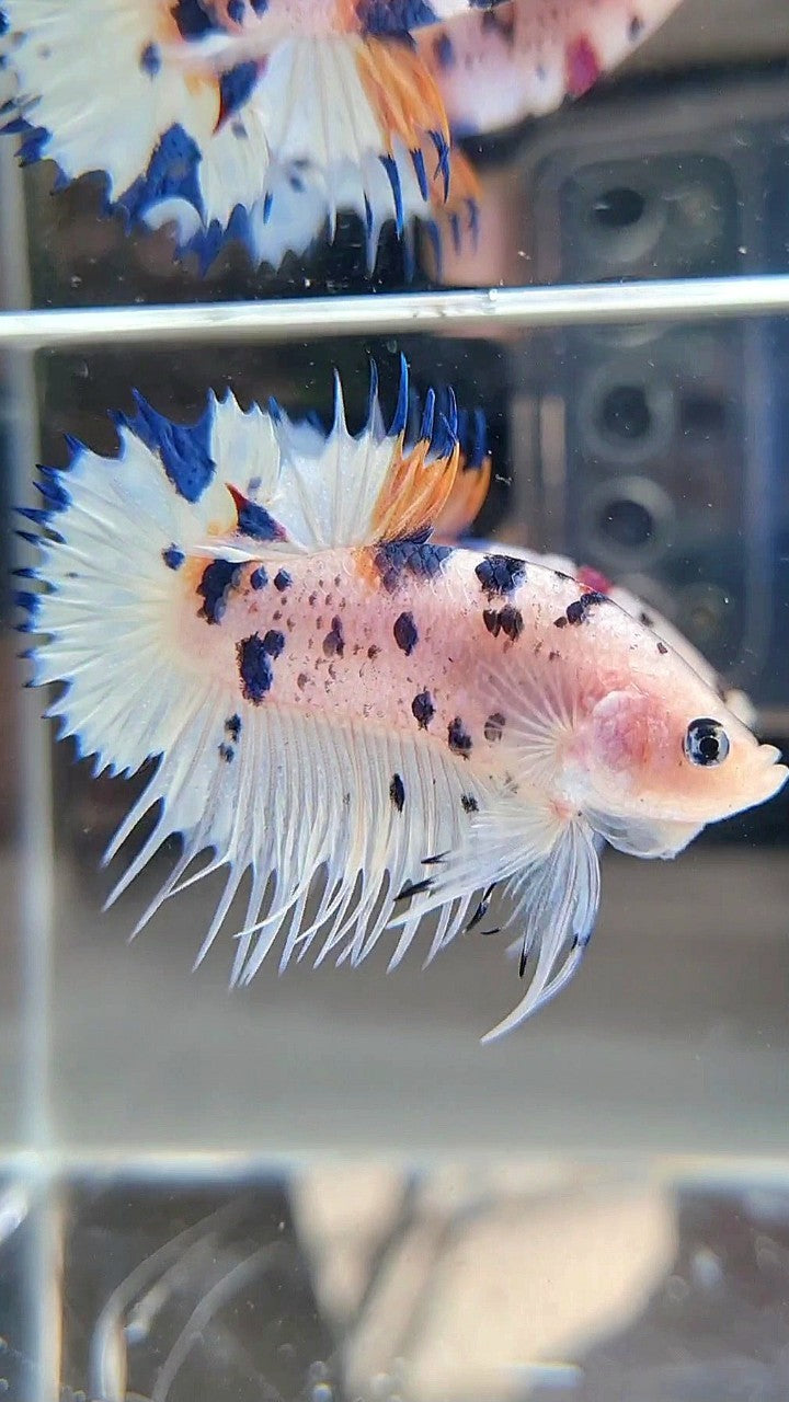 CROWNTAIL PLAKAT WHITE BLUE DOTS MULTICOLOR BETTA FISH
