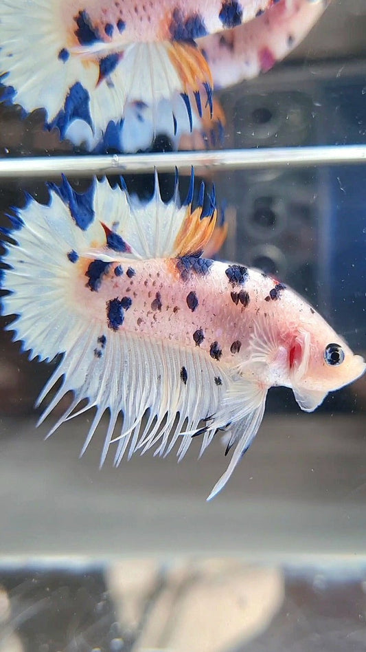 CROWNTAIL PLAKAT WHITE BLUE DOTS MULTICOLOR BETTA FISH