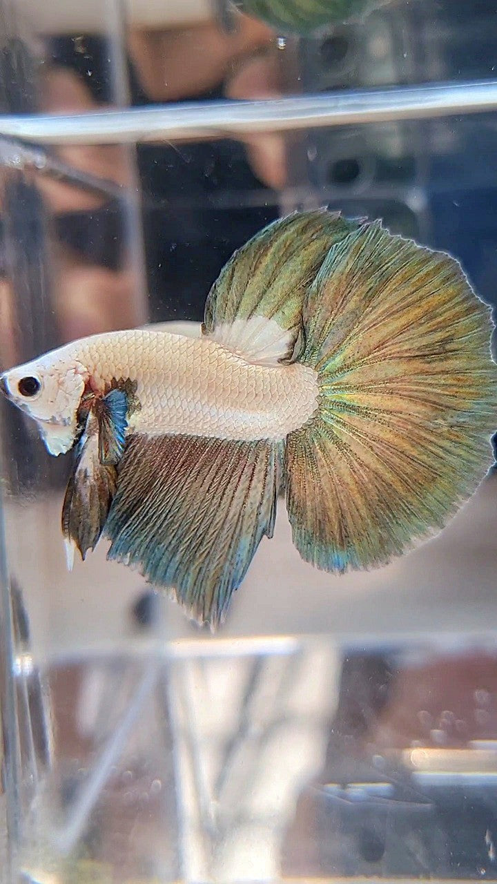 LUXURY HALFMOON COPPER RIM BICOLOR BETTA FISH