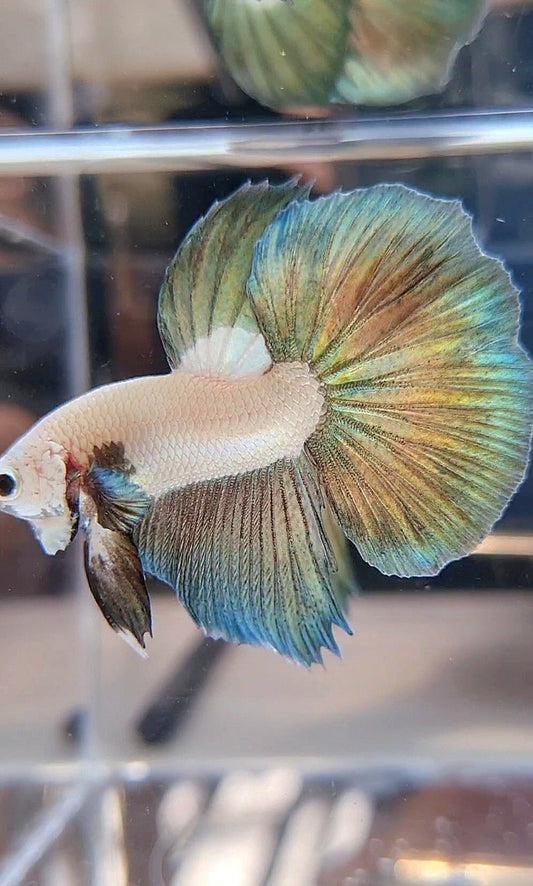 LUXURY HALFMOON COPPER RIM BICOLOR BETTA FISH