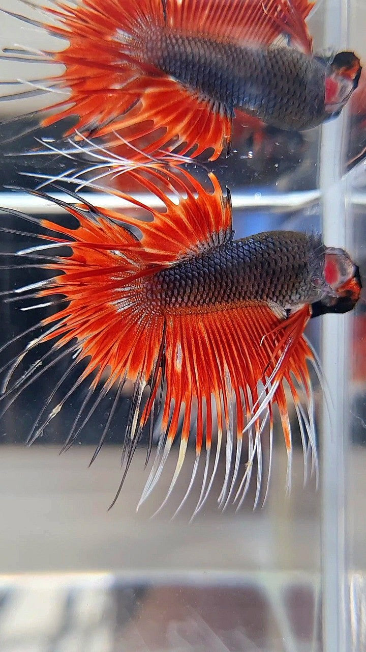 CROWNTAIL BLACK RED VAMPIRE PATTERN BETTA FISH