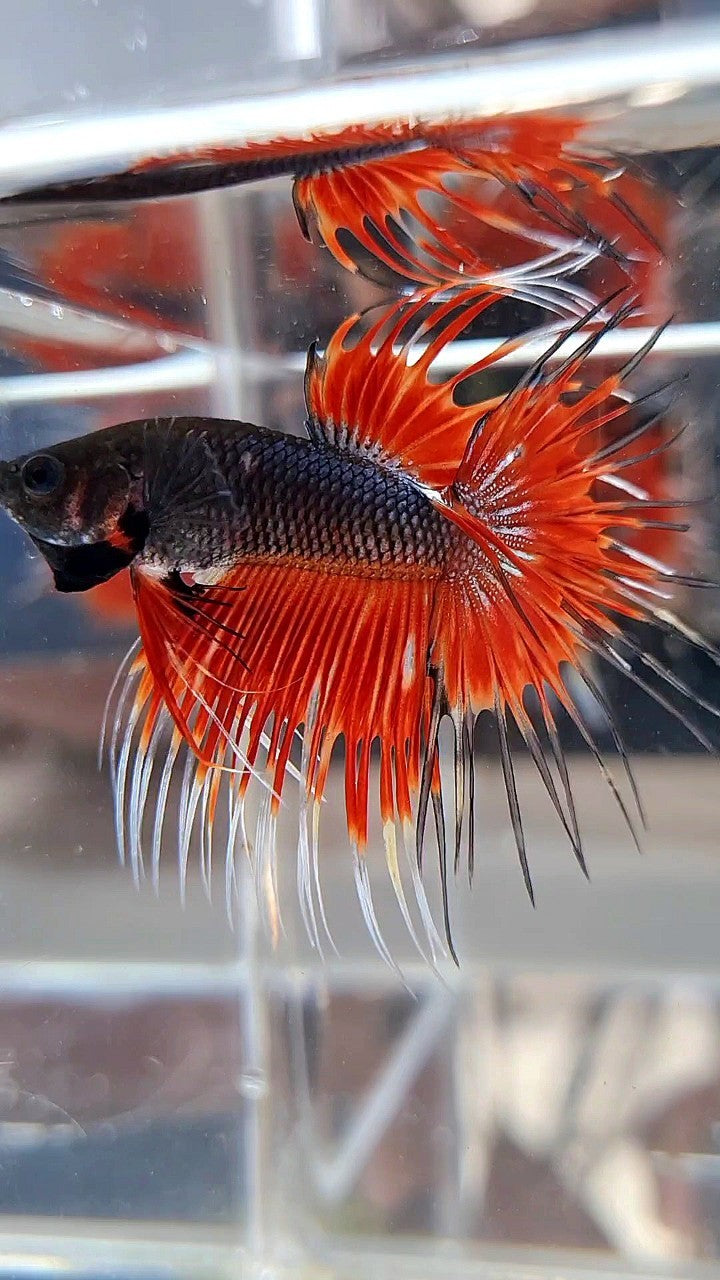 CROWNTAIL BLACK RED VAMPIRE PATTERN BETTA FISH