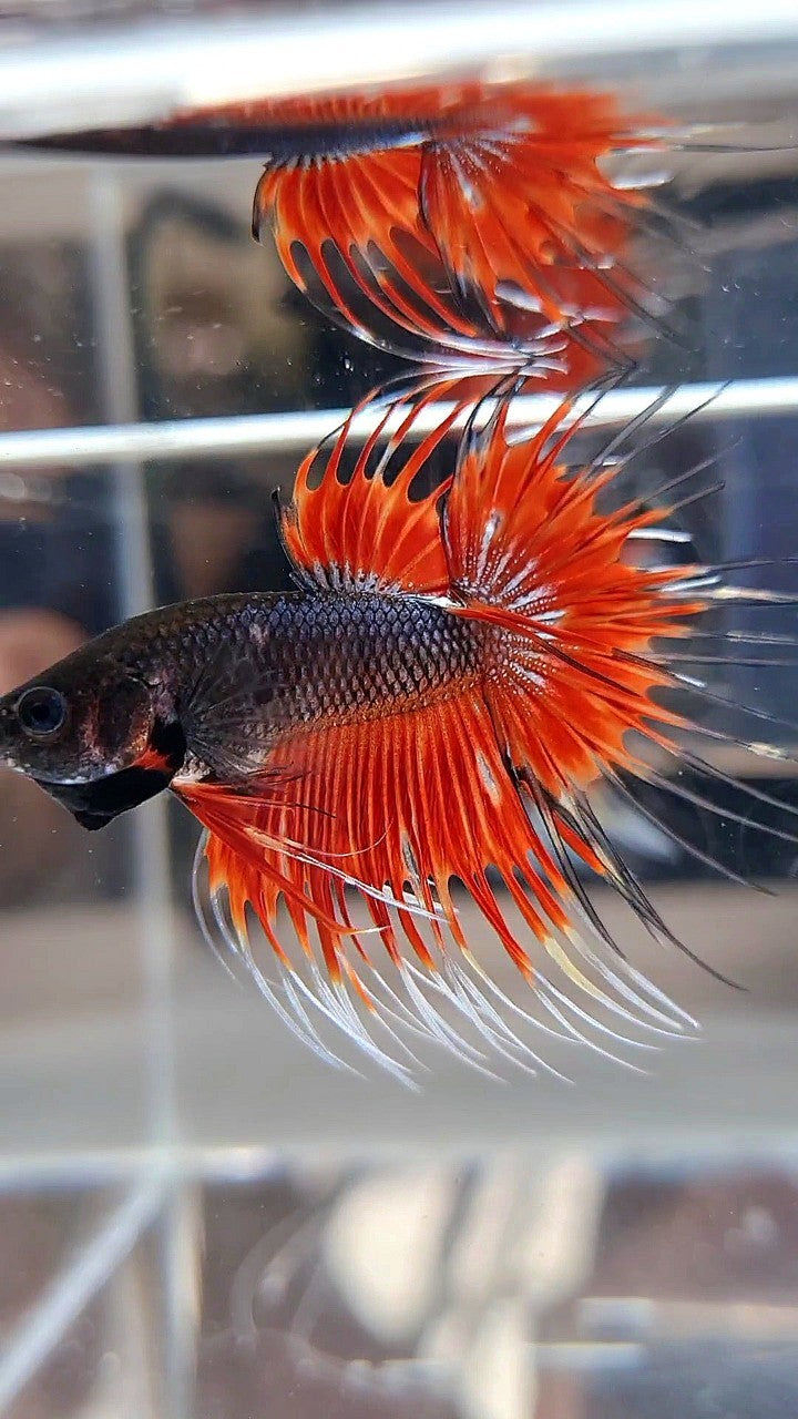 CROWNTAIL BLACK RED VAMPIRE PATTERN BETTA FISH