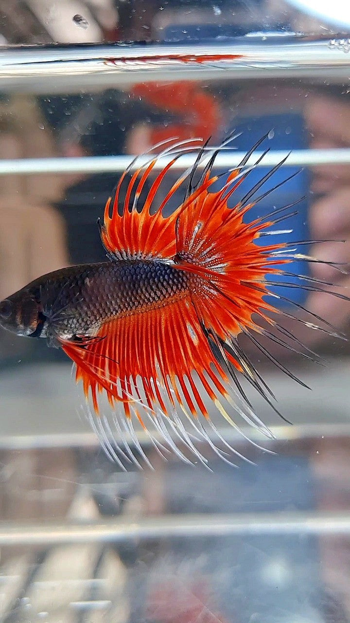 CROWNTAIL BLACK RED VAMPIRE PATTERN BETTA FISH