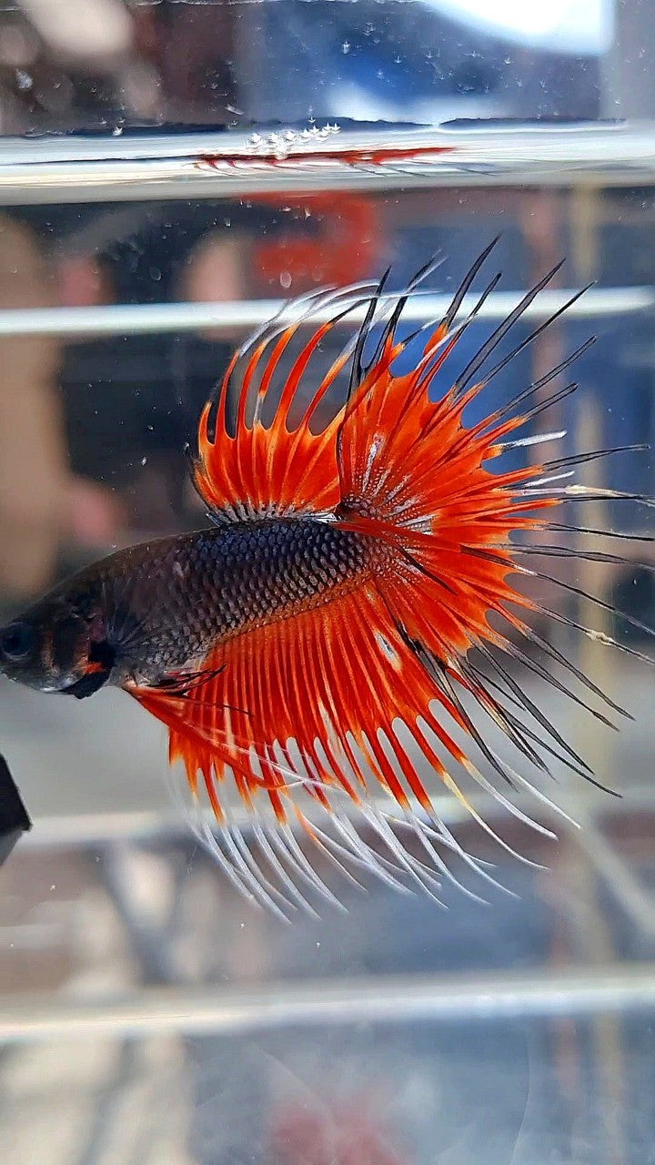 CROWNTAIL BLACK RED VAMPIRE PATTERN BETTA FISH