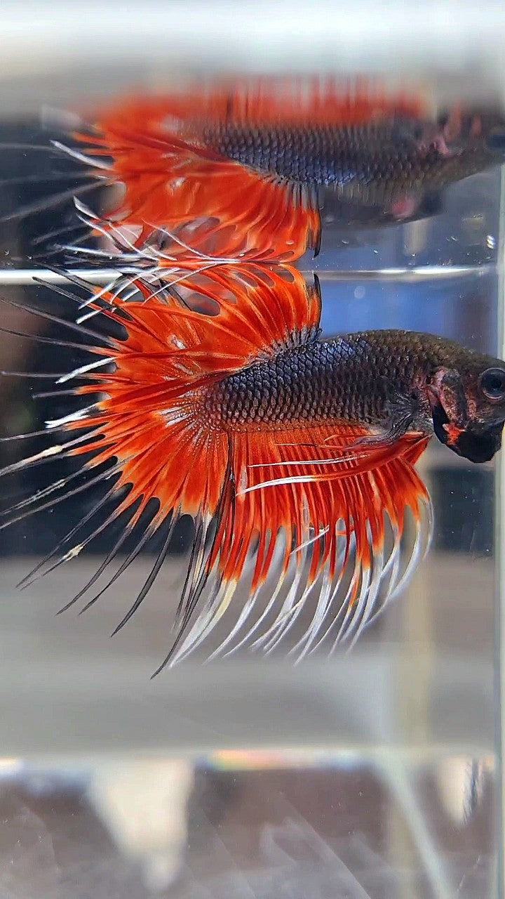CROWNTAIL BLACK RED VAMPIRE PATTERN BETTA FISH
