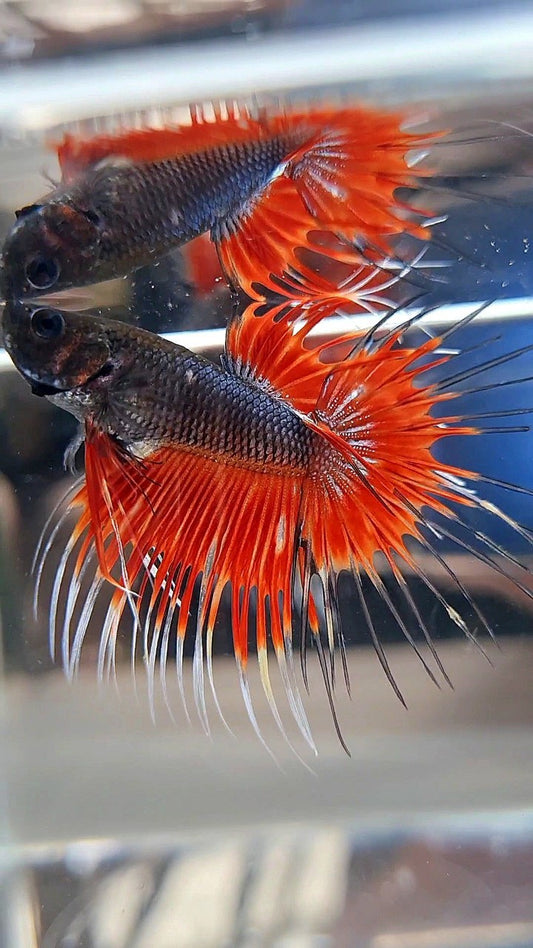 CROWNTAIL BLACK RED VAMPIRE PATTERN BETTA FISH
