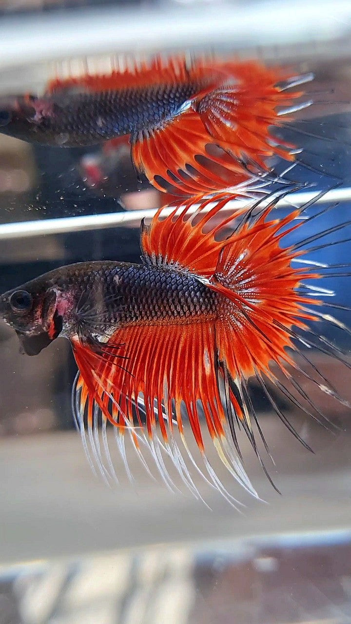 CROWNTAIL BLACK RED VAMPIRE PATTERN BETTA FISH