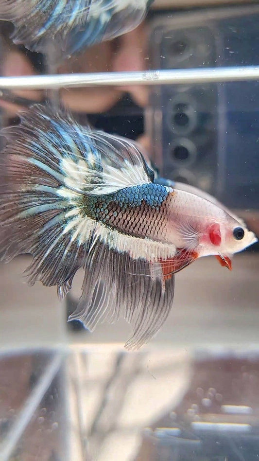 HALFMOON ROSETAIL FANCY COPPER BAREFACE BETTA FISH