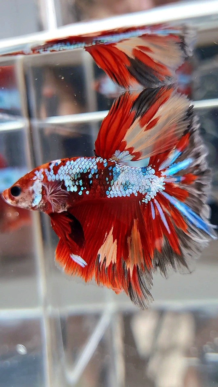 HALFMOON ROSETAIL RED FANCY MULTICOLOR FIRE BETTA FISH