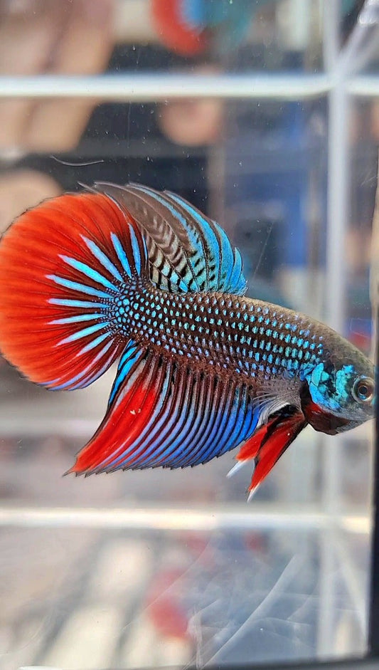 LONGFIN DELTA IMBELIS GREEN RED HYBRID WILD BETTA FISH