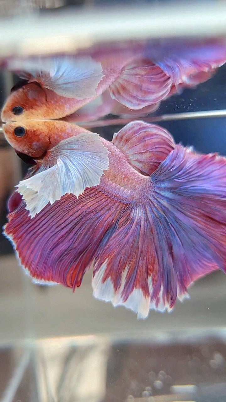 HALFMOON SUPER DUMBO EAR PURPLE LAVENDER BETTA FISH