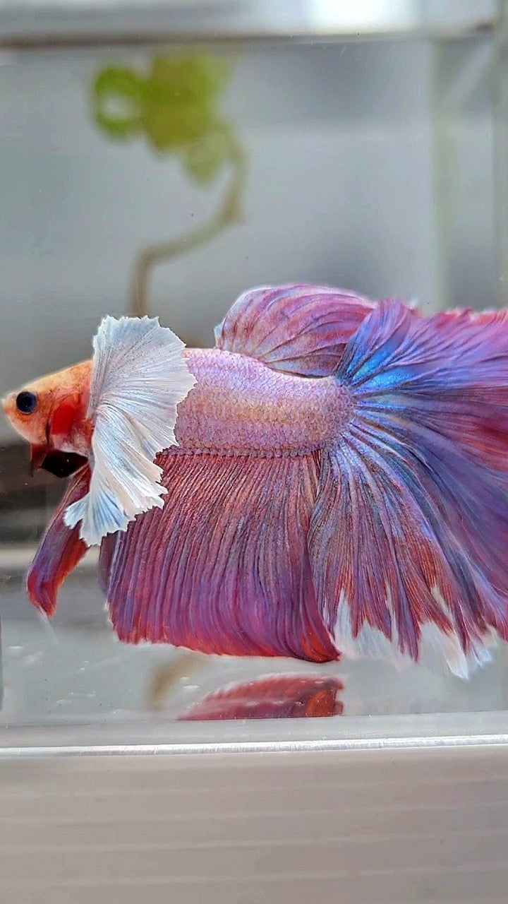 HALFMOON SUPER DUMBO EAR PURPLE LAVENDER BETTA FISH