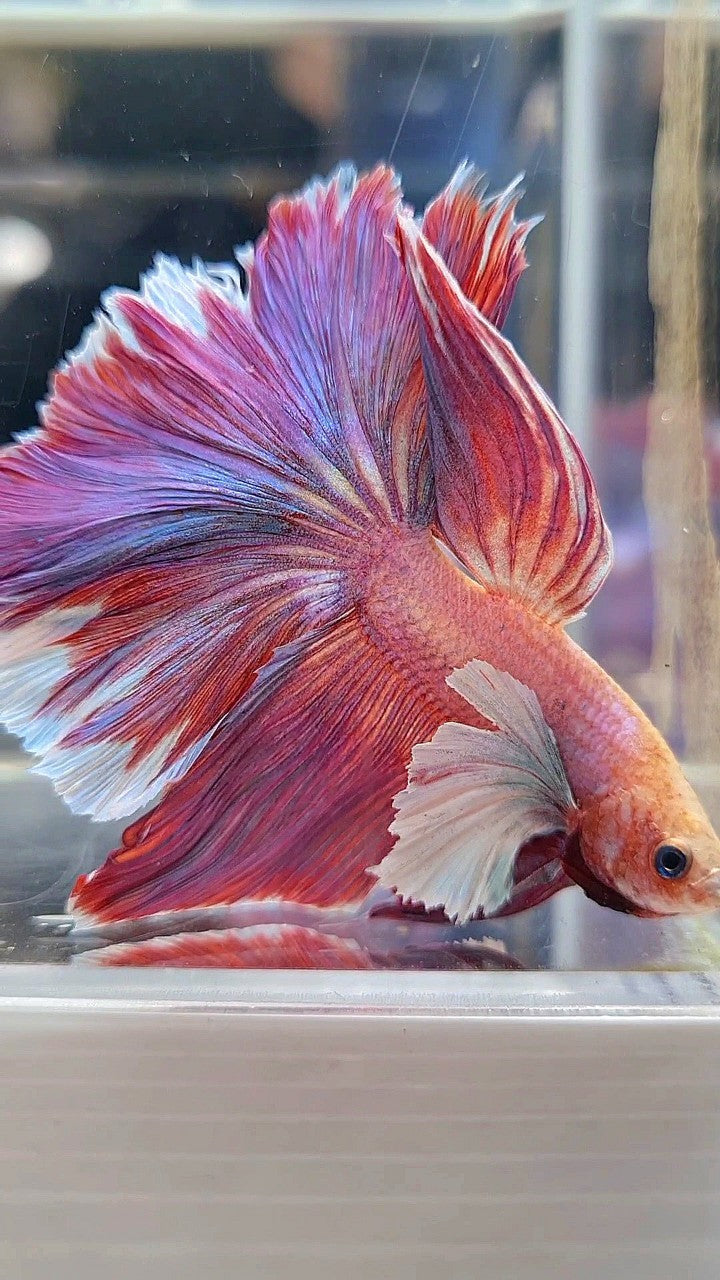 HALFMOON SUPER DUMBO EAR PURPLE LAVENDER BETTA FISH