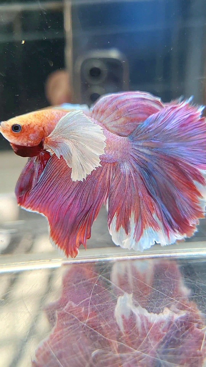 HALFMOON SUPER DUMBO EAR PURPLE LAVENDER BETTA FISH